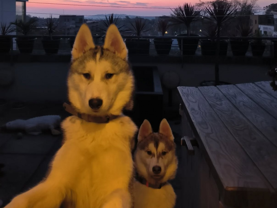 IKC registered 6 month puppies 1